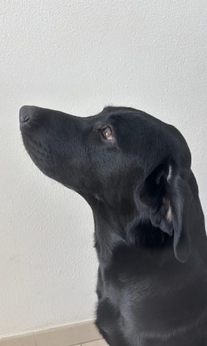 Cooper